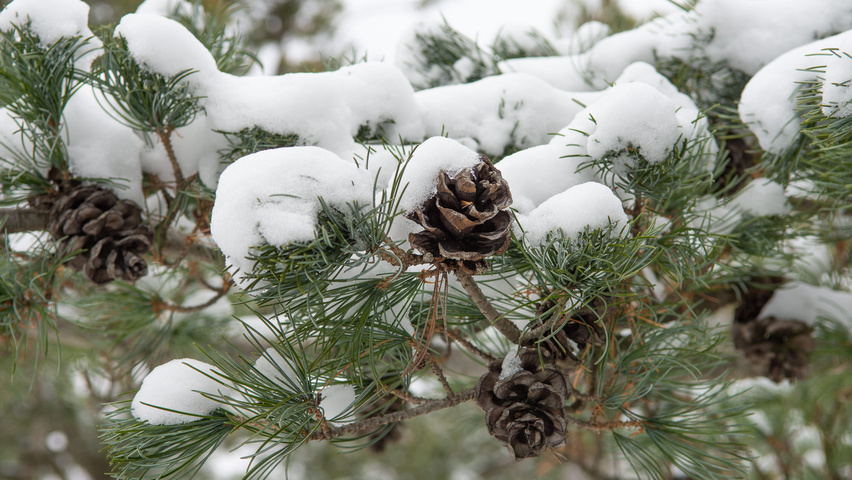 Pinus parviflora 'Glauca' fruits