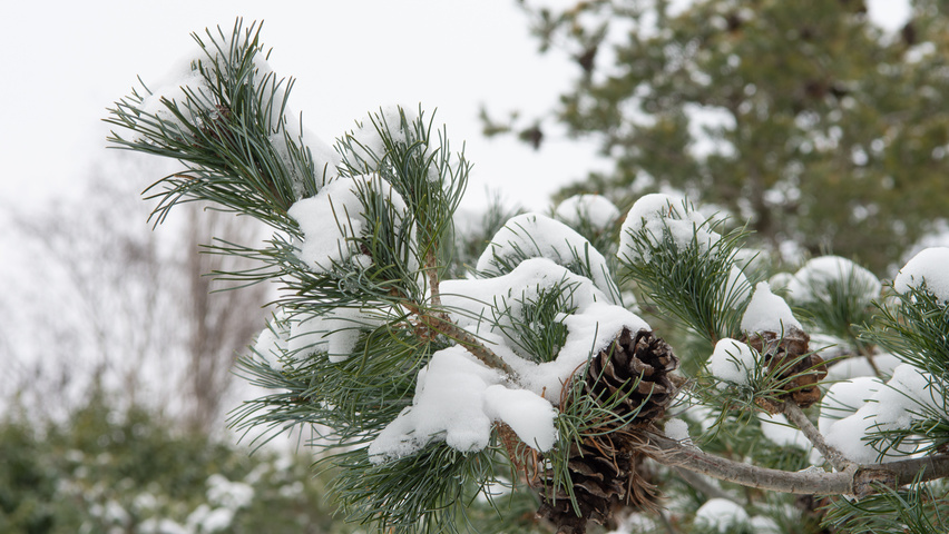 Pinus parviflora 'Glauca' fruits