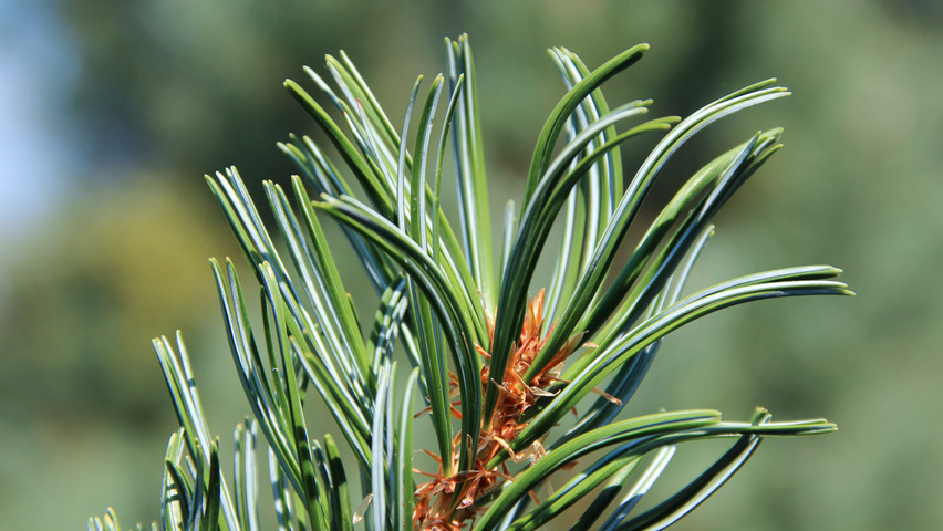 Pinus parviflora 'Glauca' leaves