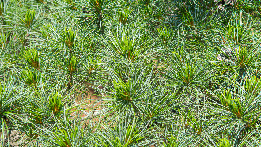 Pinus parviflora 'Glauca' leaves