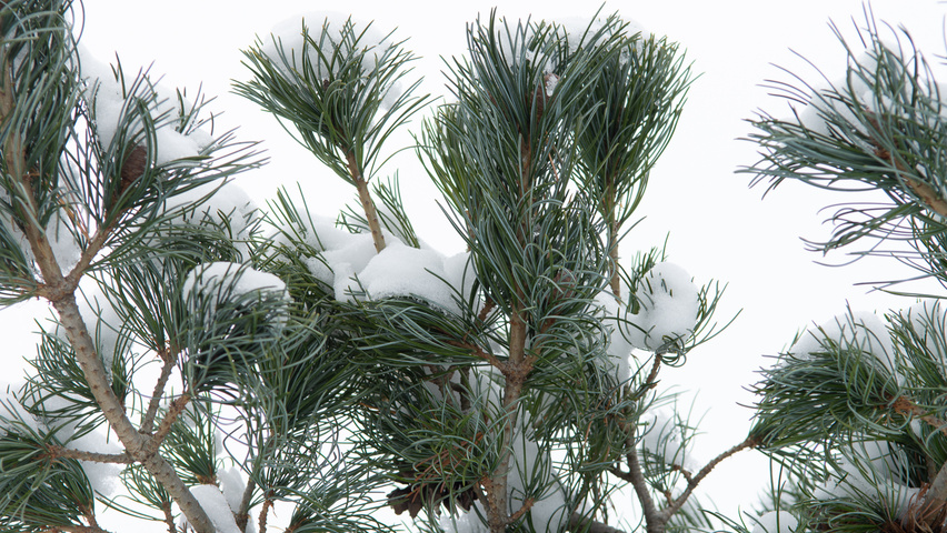 Pinus parviflora 'Glauca' leaves
