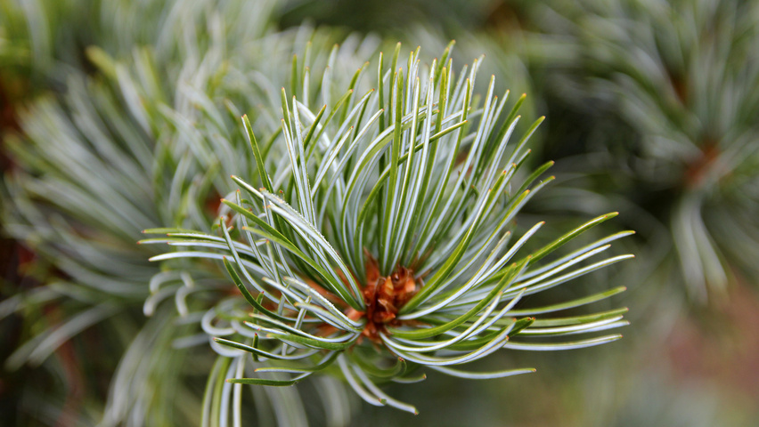 Pinus parviflora Blatt