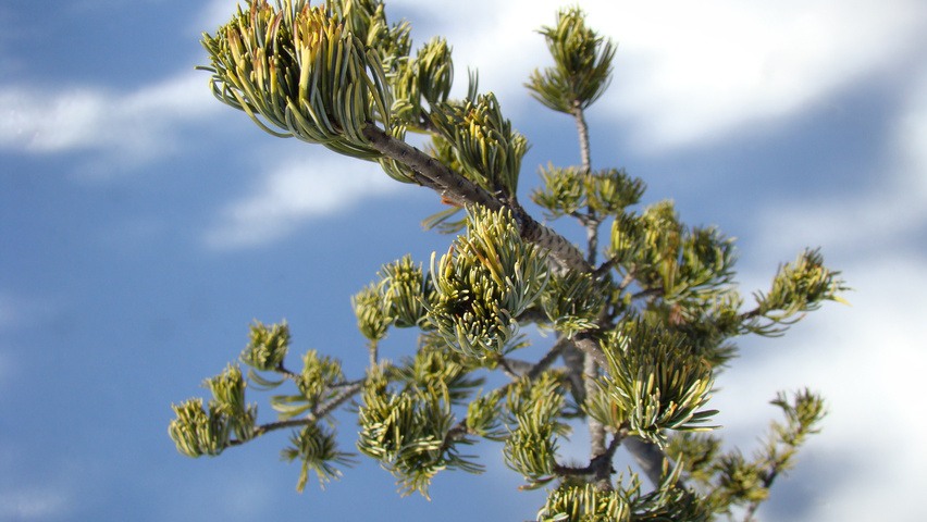 Pinus parviflora blad