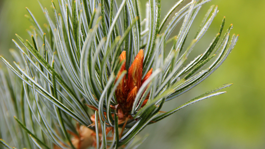 Pinus parviflora Blatt