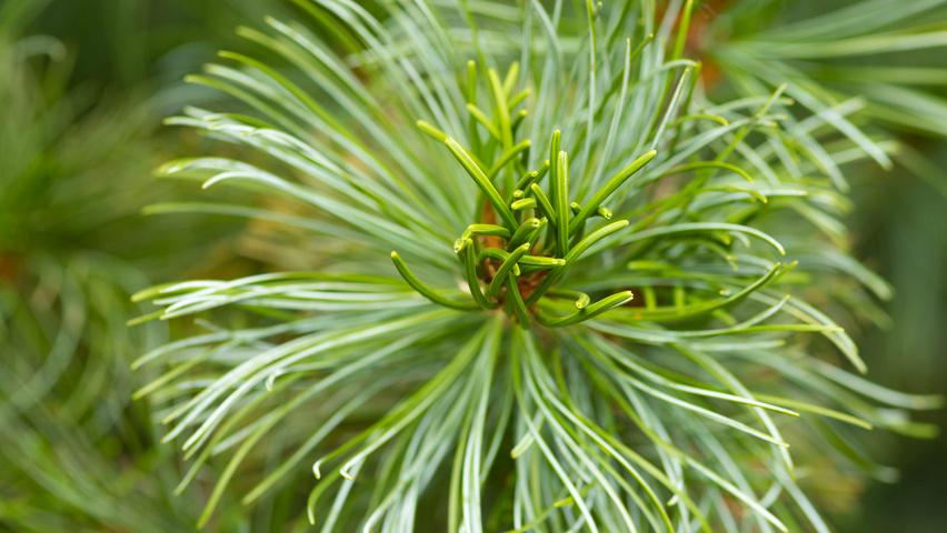 Pinus parviflora blad
