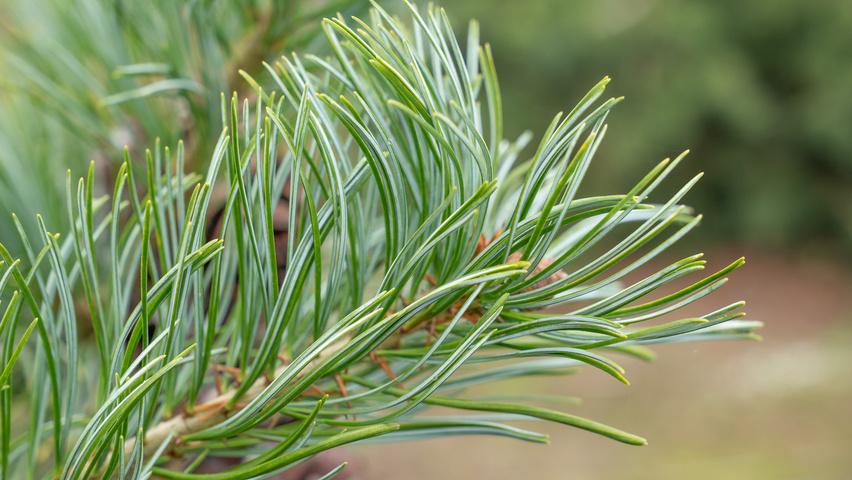 Pinus parviflora blad