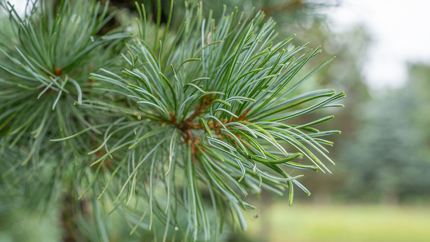Pinus parviflora blad
