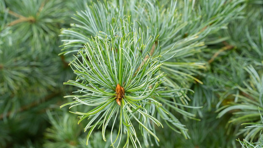 Pinus parviflora blad