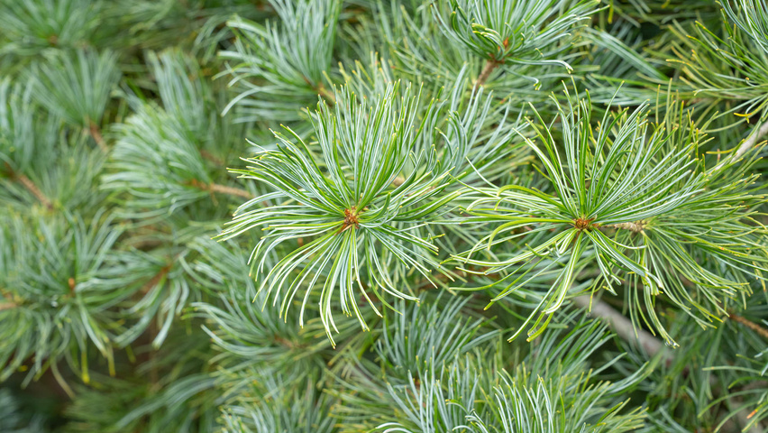 Pinus parviflora blad