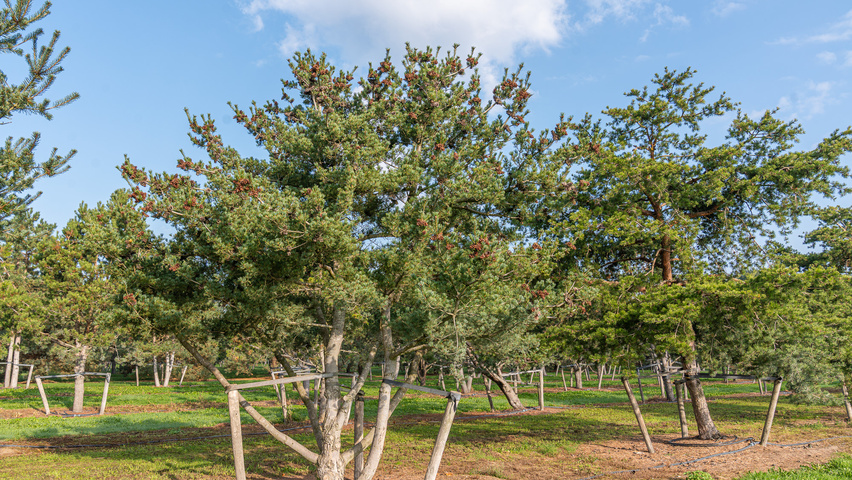 Pinus parviflora meerstammig