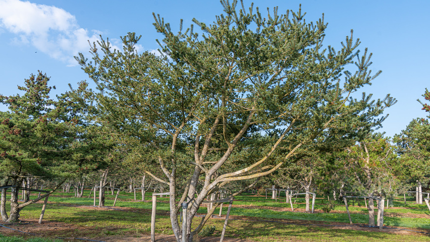 Pinus parviflora meerstammig