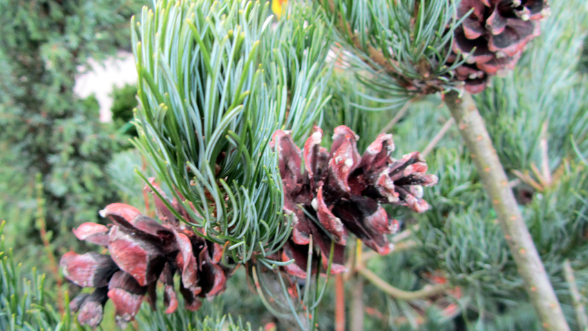 Pinus parviflora 'Tempelhof' плоды