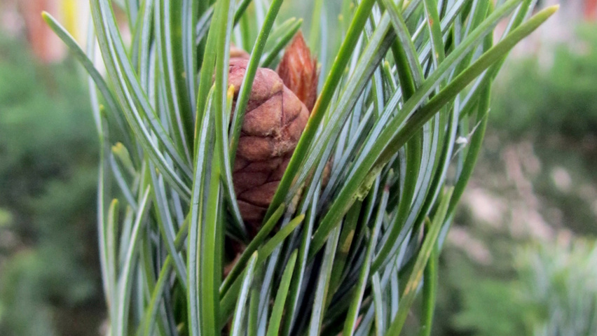 Pinus parviflora 'Tempelhof' листья