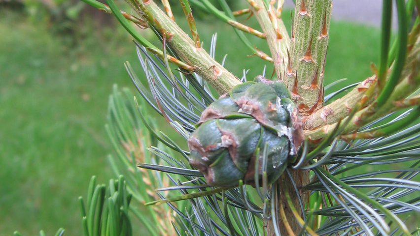 Pinus parviflora twijgen