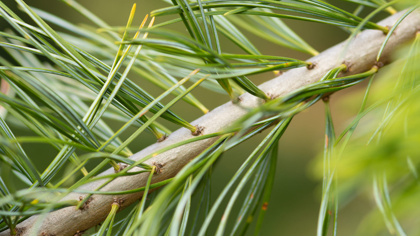 Pinus parviflora twijgen
