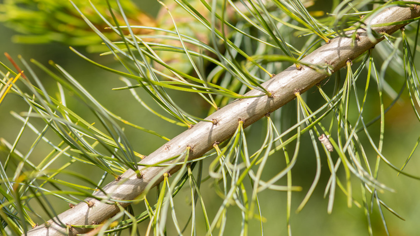Pinus parviflora twijgen