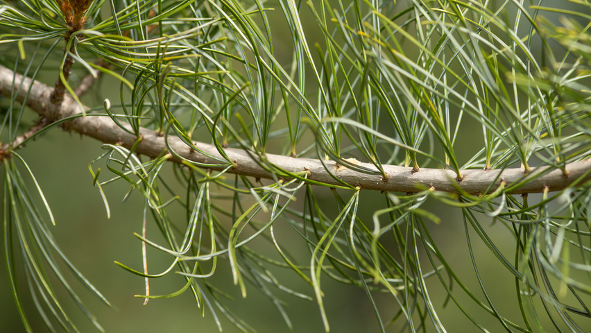 Pinus parviflora twijgen