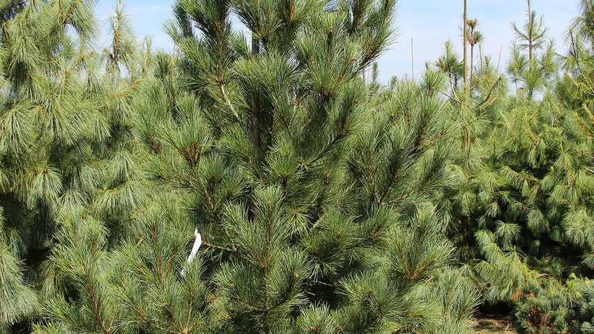 Pinus peuce Деревья с центральным стволом и ветвями от земли