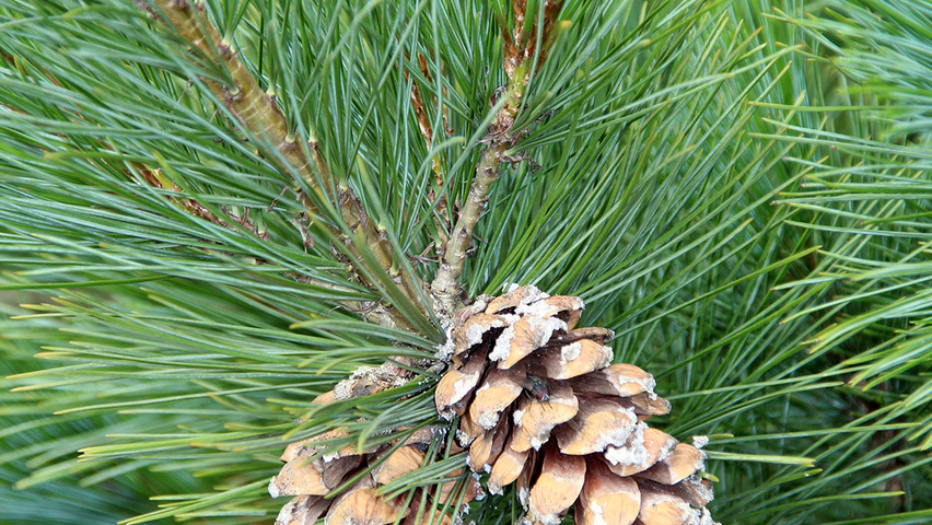Pinus peuce плоды