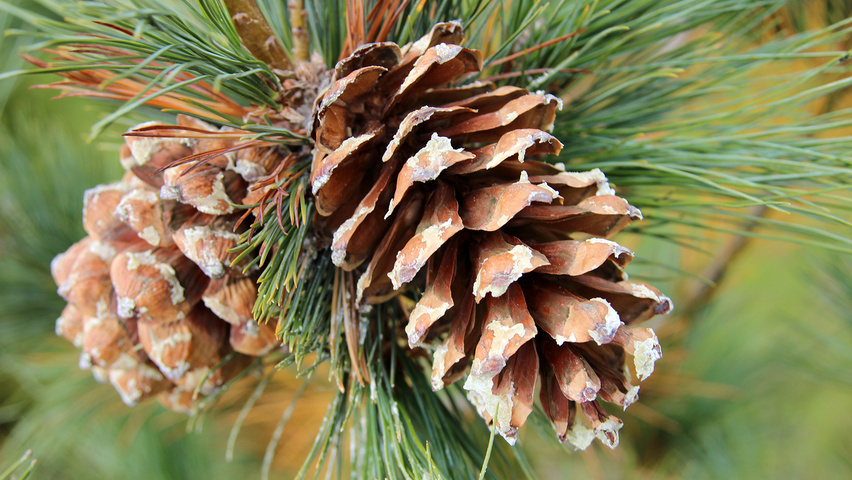 Pinus peuce плоды