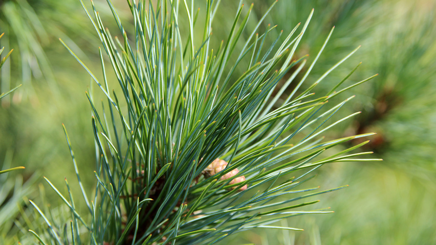 Pinus peuce листья