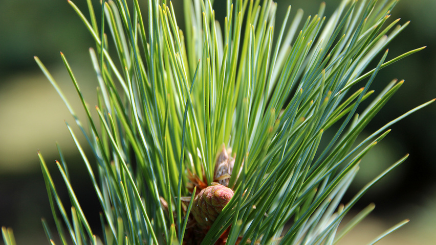 Pinus peuce листья