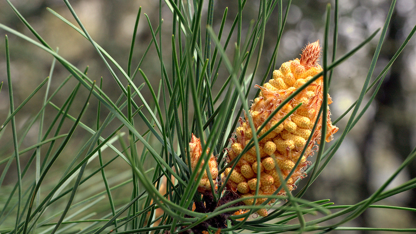 Pinus pinaster flowers