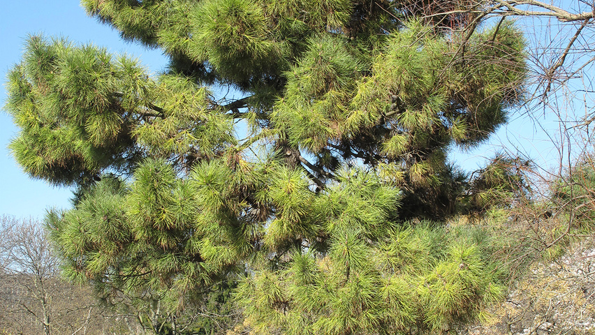 Pinus pinaster standard tree