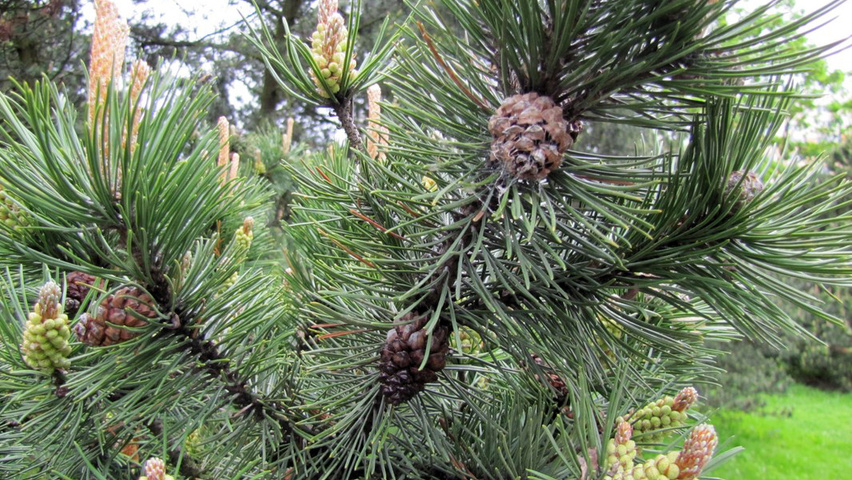 Pinus pinaster leaves