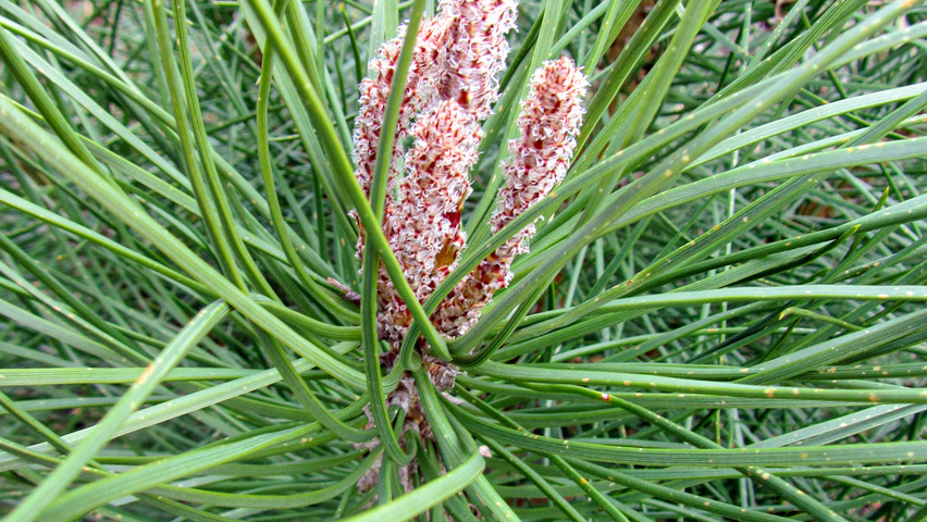 Pinus pinea bloem