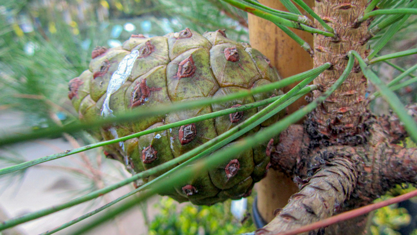 Pinus pinea vrucht