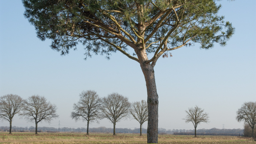 Pinus pinea hoogstam