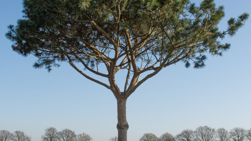 Pinus pinea hoogstam