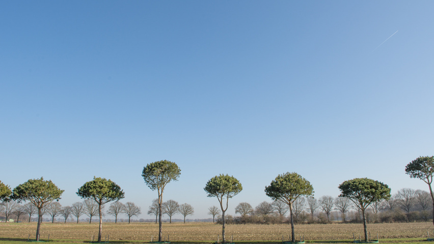 Pinus pinea hoogstam