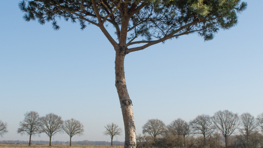 Pinus pinea hoogstam