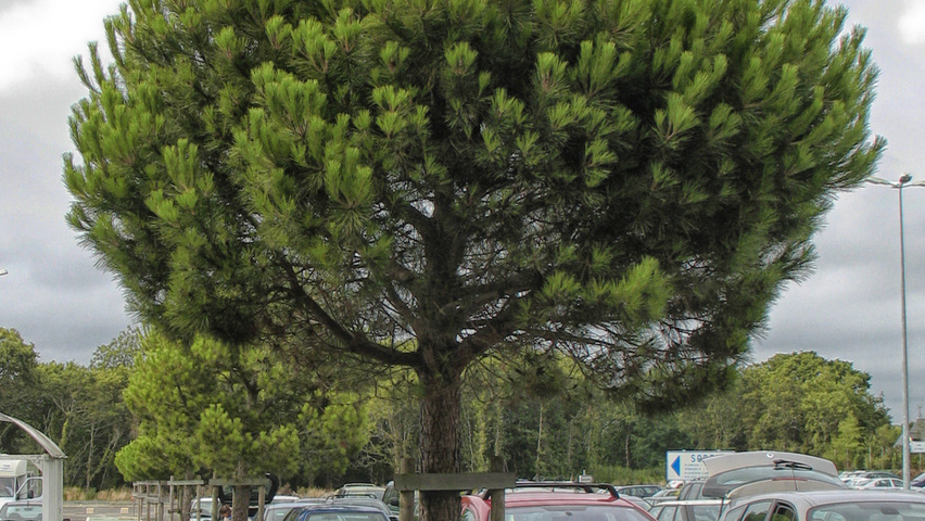 Pinus pinea hoogstam