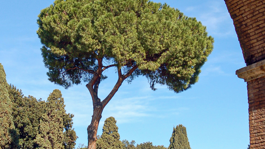 Pinus pinea hoogstam