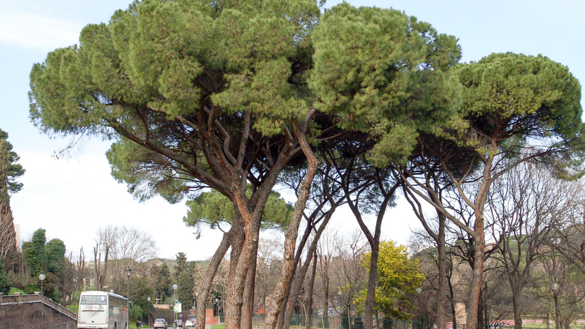 Pinus pinea hoogstam