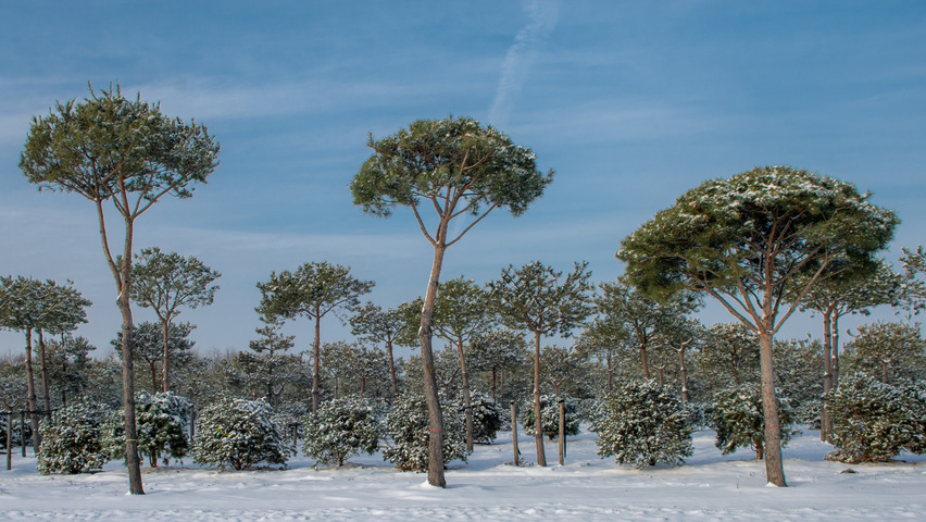 Pinus pinea hoogstam