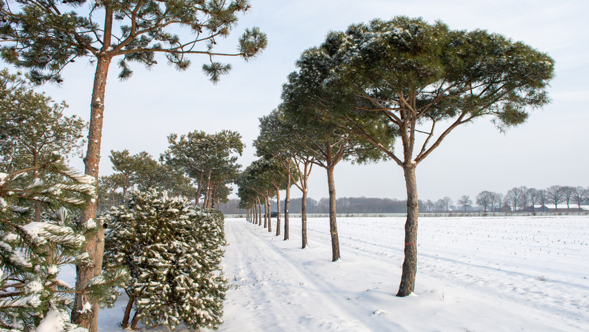 Pinus pinea hoogstam