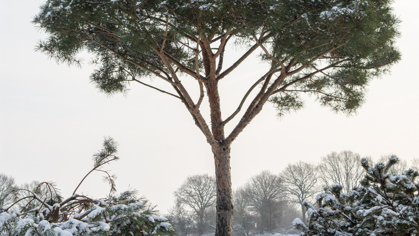 Pinus pinea hoogstam