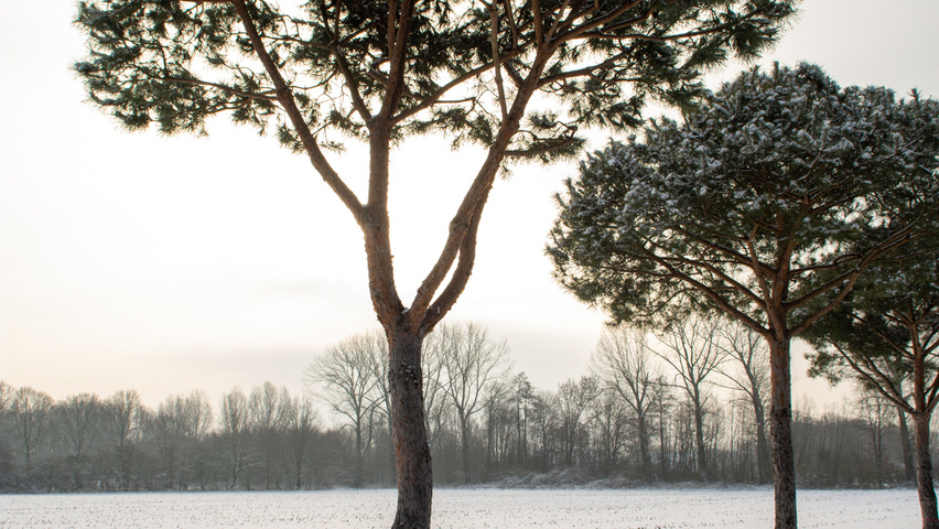 Pinus pinea hoogstam