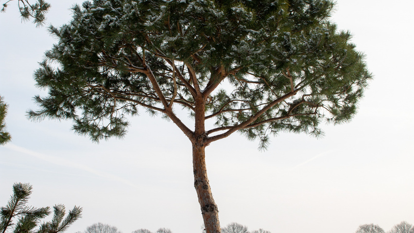 Pinus pinea hoogstam