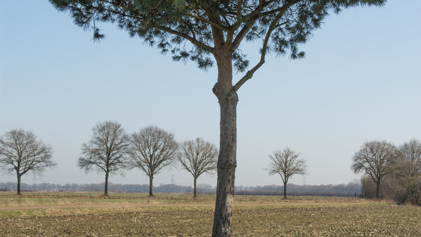 Pinus pinea hoogstam