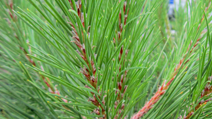 Pinus pinea blad