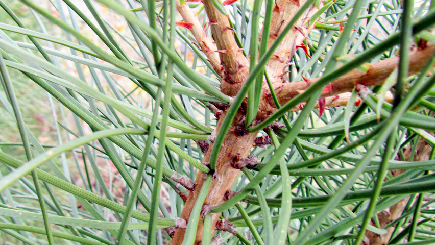 Pinus pinea twijgen