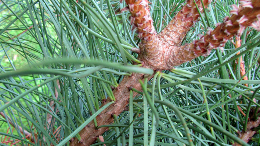 Pinus pinea twijgen