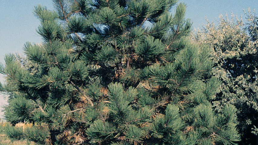 Pinus ponderosa beveerd