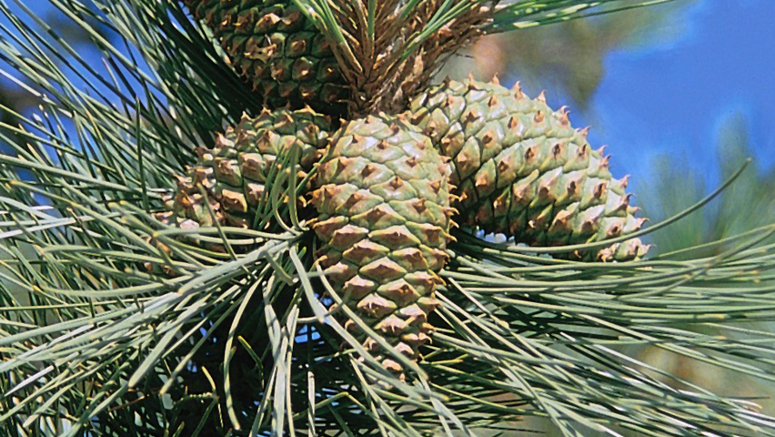 Pinus ponderosa vrucht