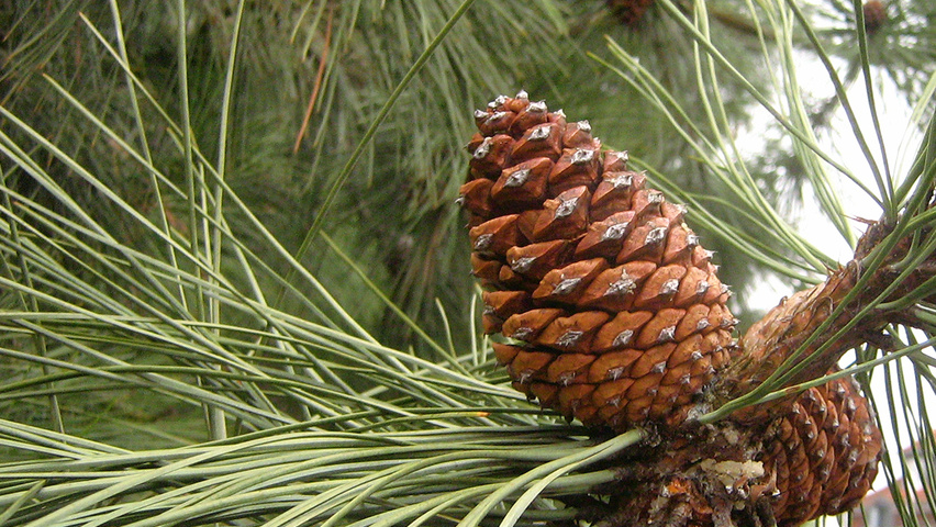 Pinus ponderosa vrucht